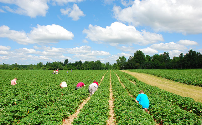Major losses for Canadian agri sector due to labour shortages