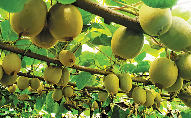 Well-managed soil: the key to high-yielding gold kiwifruit Well-managed soil: the key to high-yielding gold kiwifruit