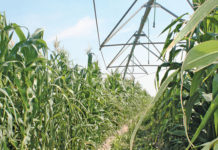 Optimism about state-subsidised crop insurance scheme maize field