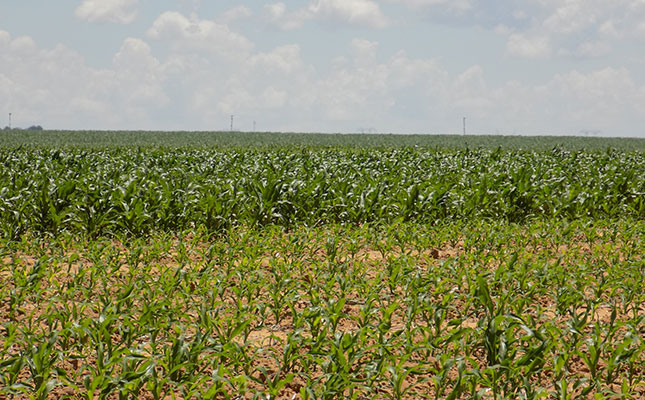 Stolen maize costs Free State farmers millions Stolen maize costs Free State farmers millions