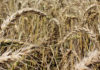 Extreme temperatures endanger Baltic region crops