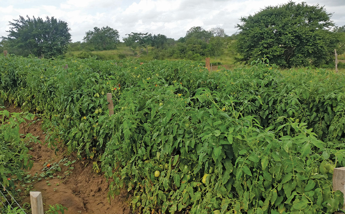 How to turn Africa’s food fortunes around