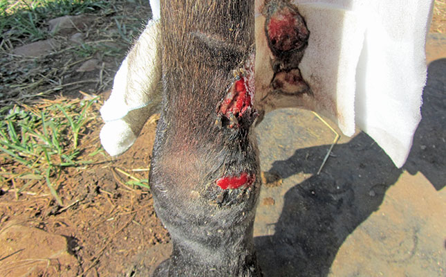 How to treat your horse’s wounds How to treat your horse’s wounds