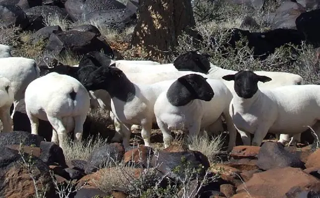 Dorper sheep