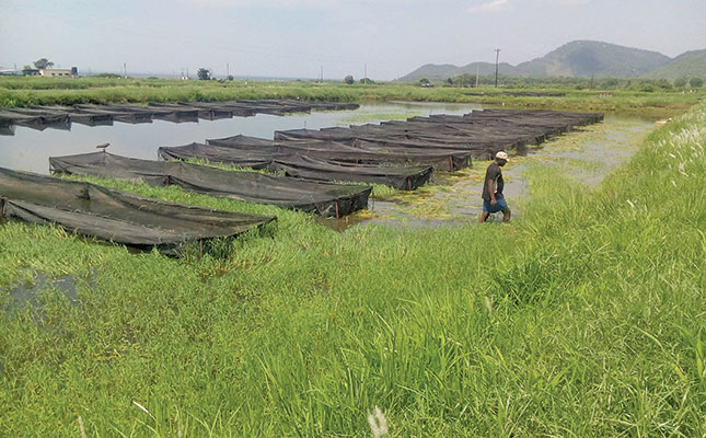 A tilapia model that SA should be emulating A tilapia model that SA should be emulating