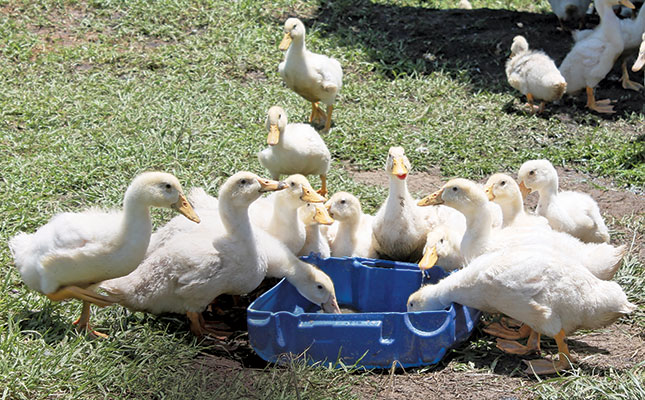 Free-range duck farming in KZN: Why less is more Free-range duck farming in KZN: Why less is more