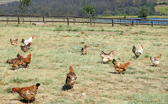 How to avoid a salmonella outbreak How to avoid a salmonella outbreak