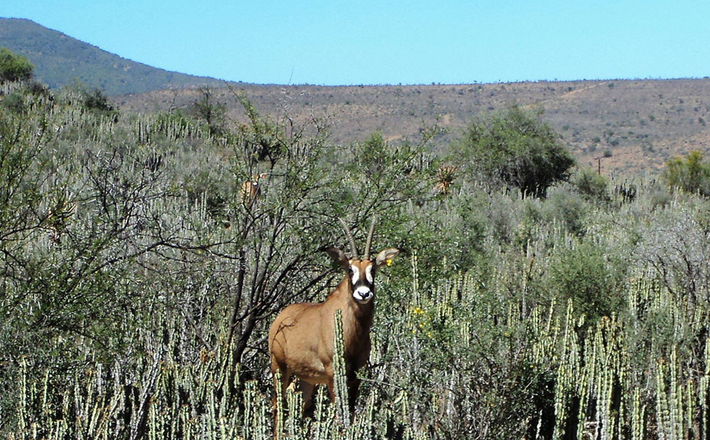 roan-antelope