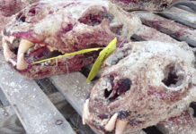 Lion bone export quota ‘unlawful’ – High Court Lion bone export quota ‘unlawful’ – High Court