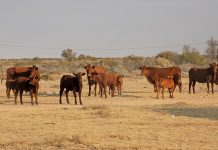 SA farmers concerned about live cattle exports from Botswana