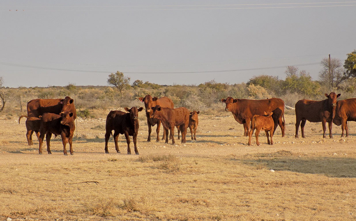 SA farmers concerned about live cattle exports from Botswana
