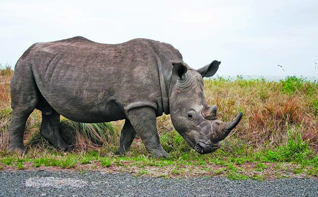 ‘Conservation efforts of private rhino owners ignored’ ‘Conservation efforts of private rhino owners ignored’