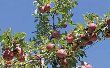 apple tree