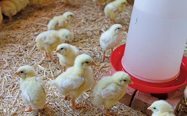 How to make a living running a small-scale broiler operation How to make a living running a small-scale broiler operation