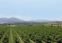 Agriculture performs poorly despite 3,1% GDP growth Agriculture performs poorly despite 3,1% GDP growth