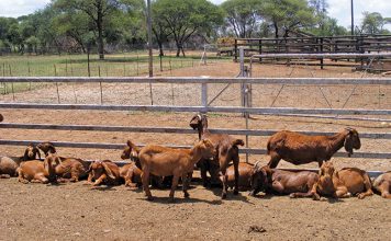 kalahari red goats