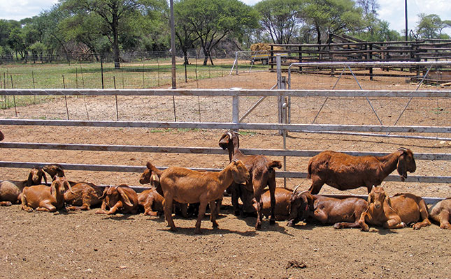 Learn about the Kalahari Red goat breed Learn about the Kalahari Red goat breed