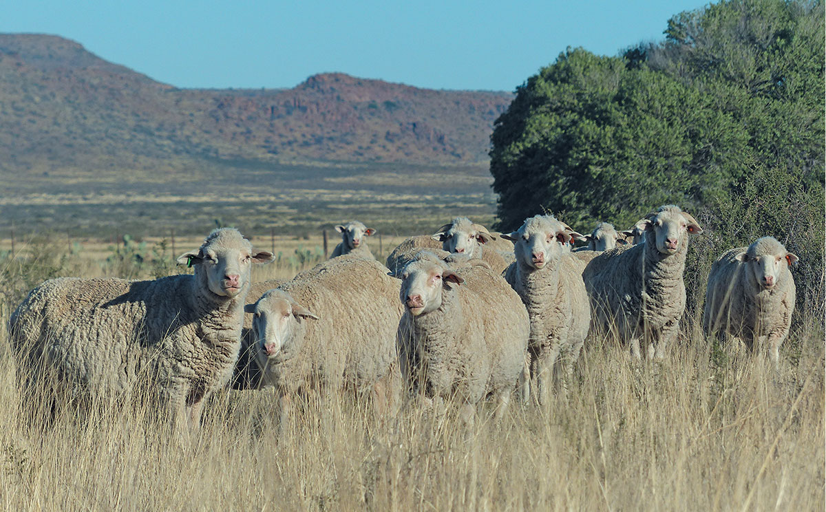 Stealing wool off the sheep’s back