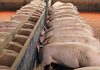 Reduce antibiotic usage with these management tips pigs eating