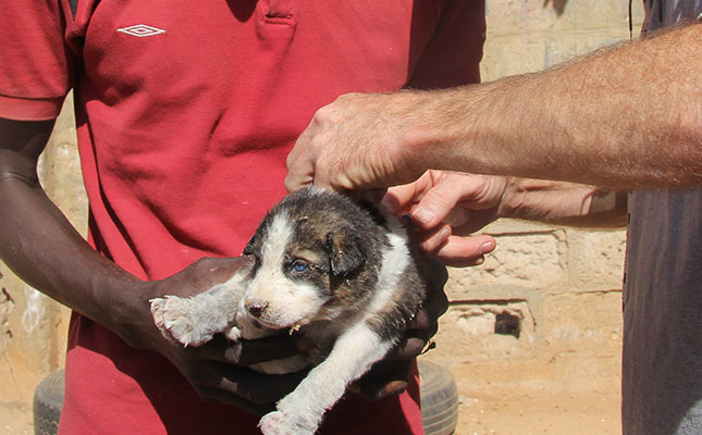 Pet owners urged to vaccinate against rabies