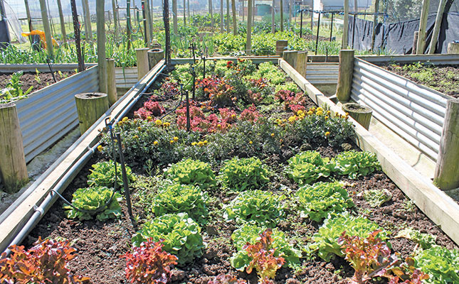 Online Veggie Box company brings consumers closer to the farm Online Veggie Box company brings consumers closer to the farm