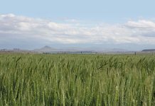 Southern Cape urgently needs follow-up rain – Grain SA