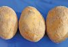 Seed potato farmers warned about devastating potato disease Black Dot Potato Disease