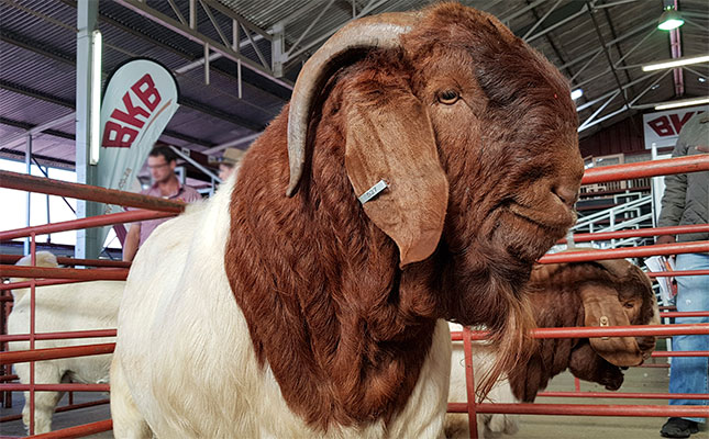 The future of Boer goats in South Africa