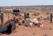 No need to panic about water shortages, yet – Sisulu No need to panic about water shortages, yet – Sisulu