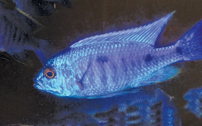 Southeast Asia’s formula for top ornamental fish Southeast Asia’s formula for top ornamental fish