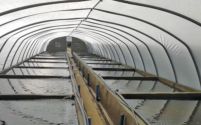 fish tunnel