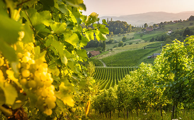 Warming climate puts trendy Austrian wine at risk Warming climate puts trendy Austrian wine at risk
