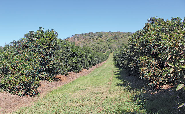 Dwarf avocado trees: low-maintenance, high-yielding orchards Dwarf avocado trees: low-maintenance, high-yielding orchards