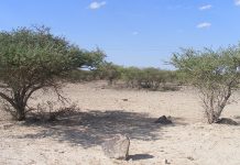 Northern Cape welcomes R30 million in drought aid drought conditions
