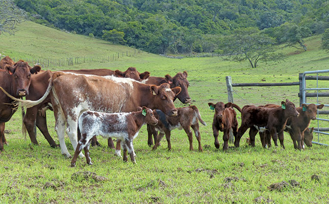 Reviving the South African Beef Shorthorn Reviving the South African Beef Shorthorn