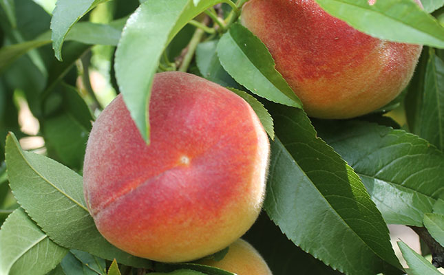Stone fruit production set to increase, despite drought Stone fruit production set to increase, despite drought