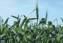 Load-shedding poses threat to irrigated crops in central SA