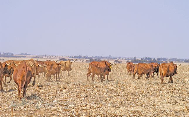 Feeding cattle during and after a drought Feeding cattle during and after a drought