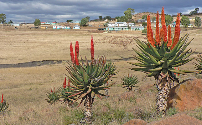 Entrepreneur sells family-brewed Aloe ferox remedy nationwide