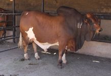 Top Boran genetics for new North West commercial farmers boran bull