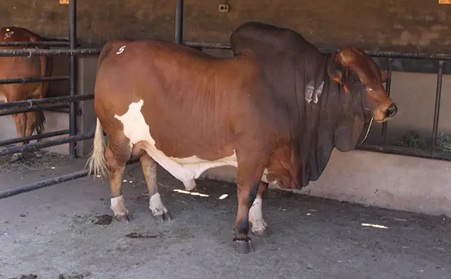boran bull