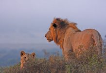 More lions being killed for Southeast Asia markets