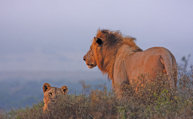 More lions being killed for Southeast Asia markets More lions being killed for Southeast Asia markets