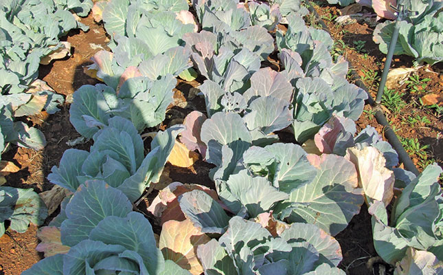 Ammonia-based fertiliser explained Ammonia-based fertiliser explained