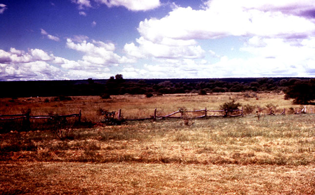 Drought claims more than 10 000 cattle in Zimbabwe Drought claims more than 10 000 cattle in Zimbabwe