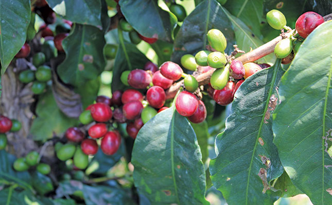 Labour-intensive coffee farm prospers in Hazyview climate Labour-intensive coffee farm prospers in Hazyview climate