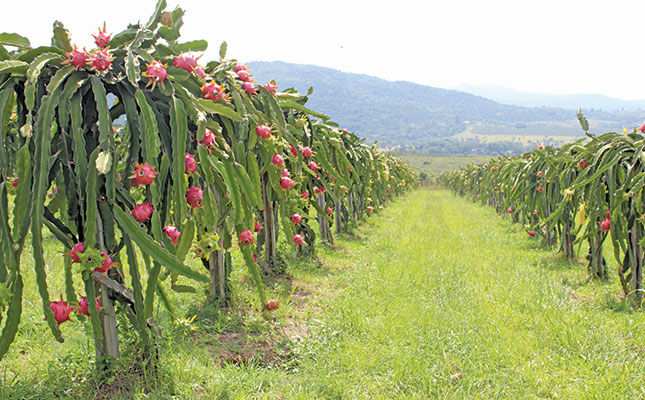New sweeter Dragon Fruit cultivars New sweeter Dragon Fruit cultivars