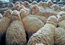 Exports to China continuing for now, despite FMD outbreak