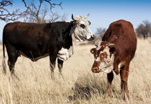Stray cattle create havoc in the Free State Stray cattle create havoc in the Free State