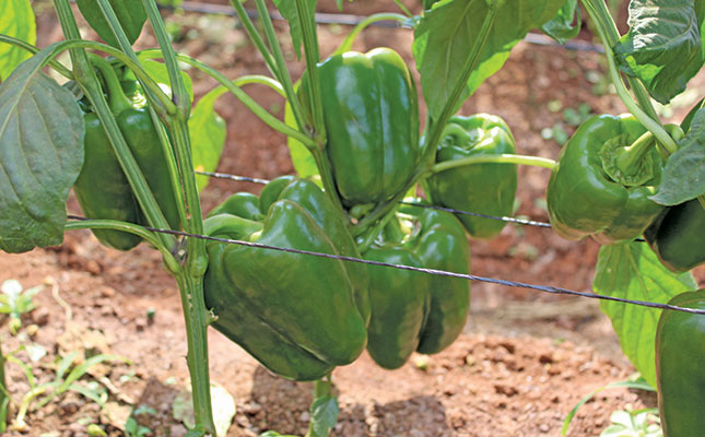 Attention to detail ensures high-quality sweet peppers Attention to detail ensures high-quality sweet peppers
